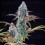 Punch Pie - Tyson 2.0 x Royal Queen Seeds