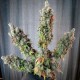 Punch Pie - Tyson 2.0 x Royal Queen Seeds