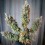 Punch Pie - Tyson 2.0 x Royal Queen Seeds