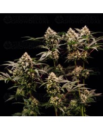 NYC Sour D Auto - Tyson 2.0 x Royal Queen Seeds