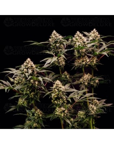 NYC Sour D Auto - Tyson 2.0