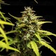 NYC Sour D Auto - Tyson 2.0