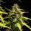 NYC Sour D Auto - Tyson 2.0