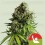 NYC Sour D Auto - Tyson 2.0