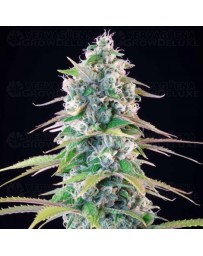Gelato 44 - Tyson 2.0 x Royal Queen Seeds