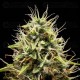 Corkscrew Auto - Tyson 2.0 x Royal Queen Seeds