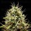 Corkscrew Auto - Tyson 2.0 x Royal Queen Seeds
