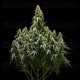 Corkscrew Auto - Tyson 2.0 x Royal Queen Seeds