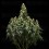 Corkscrew Auto - Tyson 2.0 x Royal Queen Seeds