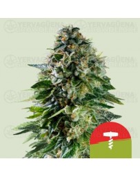 Corkscrew Auto - Tyson 2.0 x Royal Queen Seeds