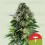 Corkscrew Auto - Tyson 2.0 x Royal Queen Seeds