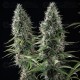 Banana Brawler - Tyson 2.0 x Royal Queen Seeds