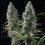 Banana Brawler - Tyson 2.0 x Royal Queen Seeds