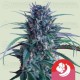 Banana Brawler - Tyson 2.0 x Royal Queen Seeds