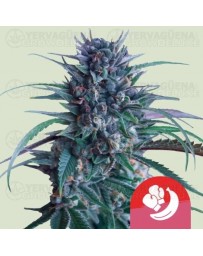 Banana Brawler - Tyson 2.0 x Royal Queen Seeds