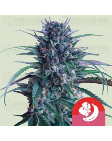 Banana Brawler - Tyson 2.0 x Royal Queen Seeds