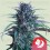 Banana Brawler - Tyson 2.0 x Royal Queen Seeds