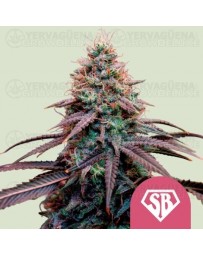 Super Boof - Royal Queen Seeds