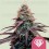 Super Boof - Royal Queen Seeds