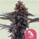 Permanent Marker - Royal Queen Seeds