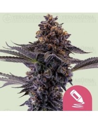Permanent Marker - Royal Queen Seeds