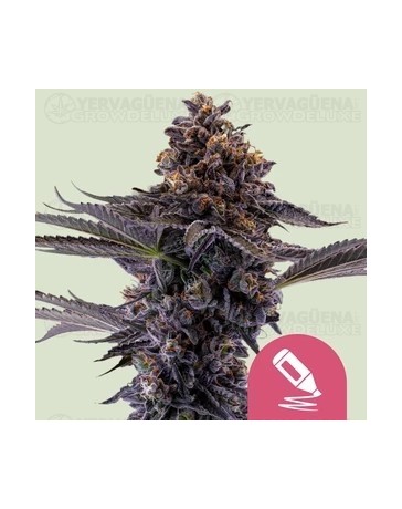 Permanent Marker - Royal Queen Seeds