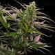 The 2019 - Royal Queen Seeds