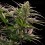 The 2019 - Royal Queen Seeds