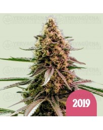 The 2019 - Royal Queen Seeds