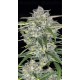 Sour Jealousy Auto - Fast Buds