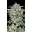 Sour Jealousy Auto - Fast Buds