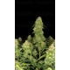 Sour Jealousy Auto - Fast Buds