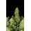 Sour Jealousy Auto - Fast Buds