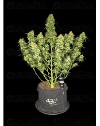 Sour Jealousy Auto - Fast Buds