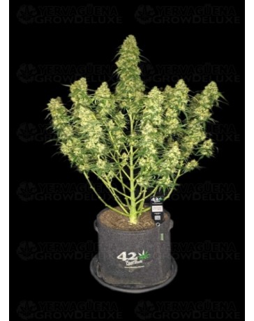 Sour Jealousy Auto - Fast Buds