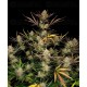 Apple Strudel Auto - Fast Buds