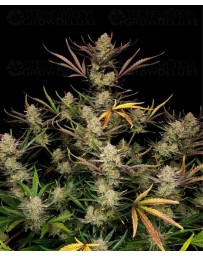 Apple Strudel Auto - Fast Buds