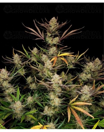 Apple Strudel Auto - Fast Buds