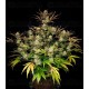 Apple Strudel Auto - Fast Buds
