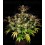 Apple Strudel Auto - Fast Buds