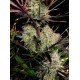 Apple Strudel Auto - Fast Buds