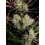 Apple Strudel Auto - Fast Buds