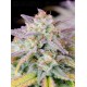 Afghan Kush Auto - Fast Buds