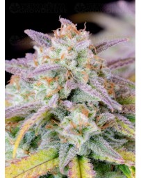Afghan Kush Auto - Fast Buds