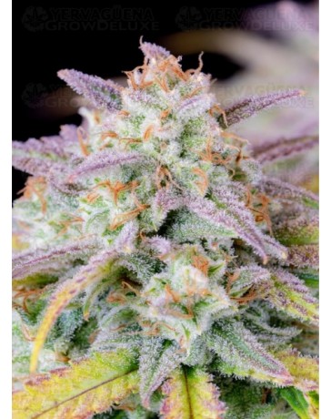 Afghan Kush Auto - Fast Buds