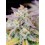 Afghan Kush Auto - Fast Buds
