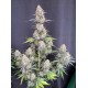 Afghan Kush Auto - Fast Buds