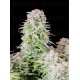 Afghan Kush Auto - Fast Buds
