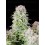 Afghan Kush Auto - Fast Buds