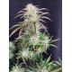 AK Auto - Fast Buds